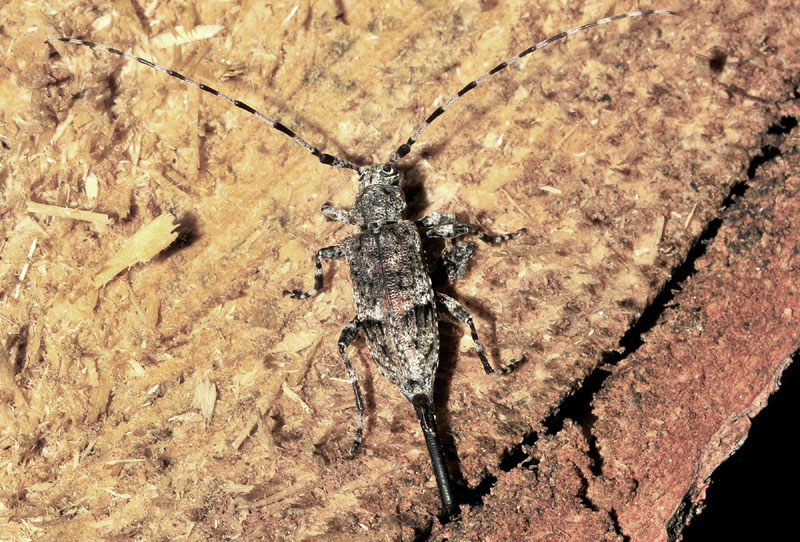 Cerambicidae: Acanthocinus reticulatus? Sì.